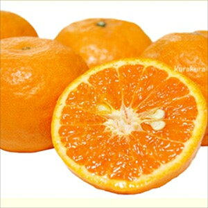\̔ ݂c J}_ 13.5cm|bg  nCubhk c  k ʎc ږؕc mri 10{ȍ~