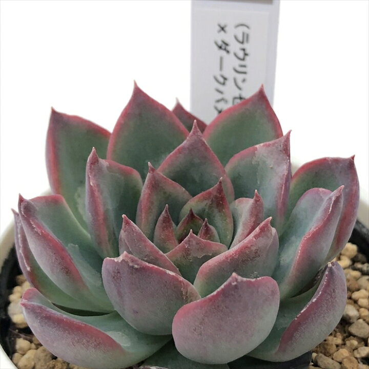 楽天市場 多肉植物 Yukエケベリア ラウリンゼ 花うらら ダークパメラ 多肉植物 優木園さんの苗 エケベリア 6cmポット フラワーネット 日本花キ流通