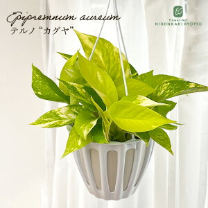 ϗtA |gX em No.021 JO 5 ݂蔫 ݂艺 nMO ϗtA  蕨 v[g CeA  o^i