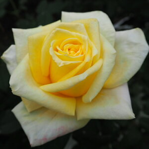 \̔ oc oc  S[fn[g lG炫 KN o F troe 12{ȍ~