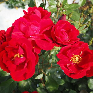 \̔ oc oc  A_VA lG炫 KN ΂  troe 12{ȍ~