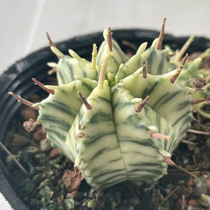 楽天市場】多肉植物 sdユーフォルビア メロフォルミス錦 7.5cmポット 