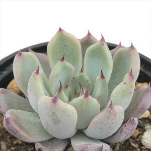 A hmGPxA Ai A GPxA 6cm|bg