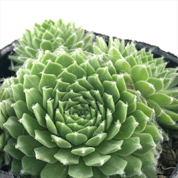 楽天市場 多肉植物 Seセンペルビウム アラクチタン 多肉植物 センペルビウム 7 5cmポット フラワーネット 日本花キ流通