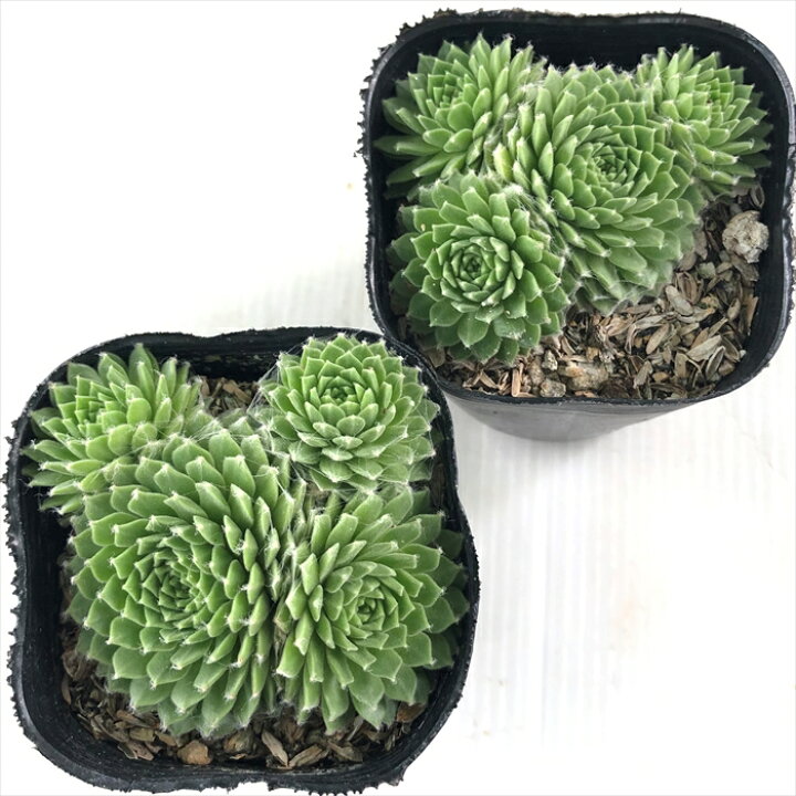 楽天市場 多肉植物 Seセンペルビウム アラクチタン 多肉植物 センペルビウム 7 5cmポット フラワーネット 日本花キ流通