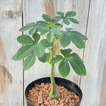 楽天市場】アデニア（観葉植物｜花・観葉植物）：花・ガーデン・DIYの通販