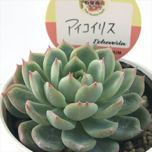 A kswGPxA ACRCX Xc GPxA 6cm|bg