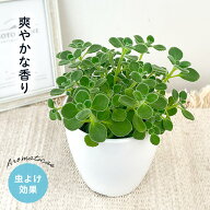 観葉植物 cot アロマティカス 3.5号鉢 虫除け ゴキブリ対策 観葉植物 小型 小さい 室内 贈り物 プレゼン…