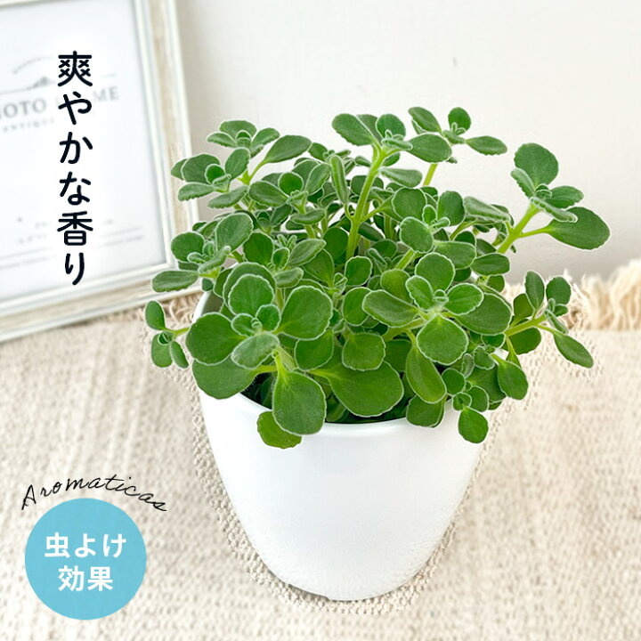 楽天市場 多肉植物 プレクトランサス アロマティカス 9cmポット 多肉植物 ハーブ Herb フラワーネット 日本花キ流通