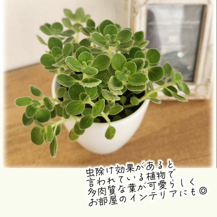 楽天市場 多肉植物 プレクトランサス アロマティカス 9cmポット 多肉植物 ハーブ Herb フラワーネット 日本花キ流通