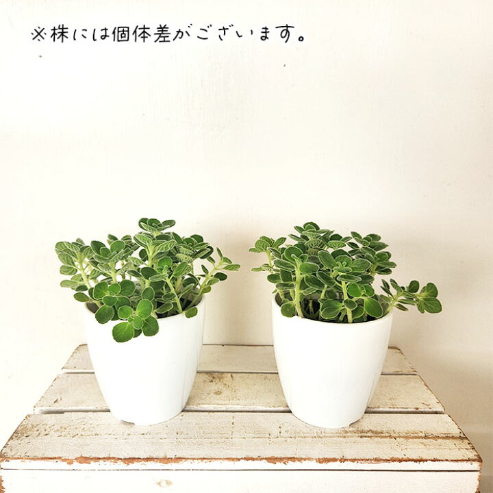 楽天市場 多肉植物 プレクトランサス アロマティカス 9cmポット 多肉植物 ハーブ Herb フラワーネット 日本花キ流通 楽天市場 多肉植物 プレクトランサス アロマティカス 9cmポット 多肉植物 ハーブ Herb フラワーネット 日本花キ流通