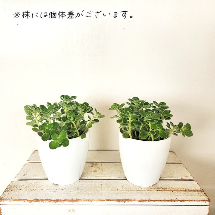 楽天市場 多肉植物 プレクトランサス アロマティカス 9cmポット 多肉植物 ハーブ Herb フラワーネット 日本花キ流通