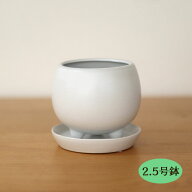 資 QDA-10M WH 2.5号尻丸足付小鉢 受皿付 陶器 鉢 植木鉢 インテリア 多肉植物 おしゃれ 観葉植物 mrk