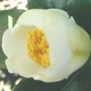 予約販売 一重咲き椿 白玉 12cmポット 開花予定株 つばき ツバキ 生け花 切り花 庭木 花木 aks 11月下旬以降発送