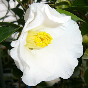 \̔ d炫  12cm|bg Jԗ\芔 ΂ coL  ؂  Ԗ aks 11{ȍ~