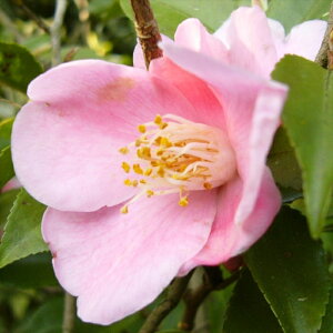 \̔ ֍炫 `̏t 12cm|bg Jԗ\芔 ΂ coL  ؂  Ԗ aks 11{ȍ~