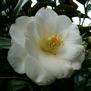 \̔ d炫 H 12cm|bg Jԗ\芔 ΂ coL  ؂  Ԗ aks 11{ȍ~