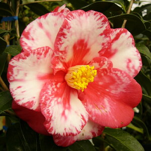 \̔ d炫 ` 12cm|bg Jԗ\芔 ΂ coL  ؂  Ԗ aks 11{ȍ~