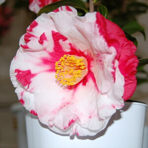 \̔ d炫 ⍪i 12cm|bg Jԗ\芔 ΂ coL  ؂  Ԗ aks 11{ȍ~