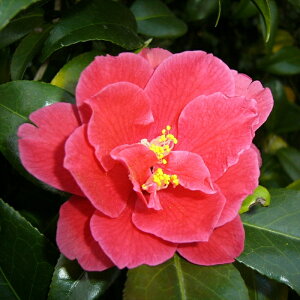 \̔ d炫 gs 12cm|bg Jԗ\芔 ΂ coL  ؂  Ԗ aks 11{ȍ~