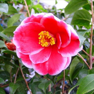 \̔ d炫 ʂ̔d 12cm|bg Jԗ\芔 ΂ coL  ؂  Ԗ aks 11{ȍ~
