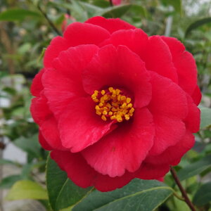 \̔ d炫 F̐ 12cm|bg Jԗ\芔 ΂ coL  ؂  Ԗ aks 11{ȍ~