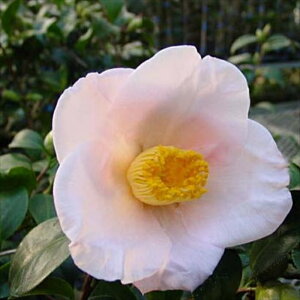 \̔ d炫  12cm|bg Jԗ\芔 ΂ coL  ؂  Ԗ aks 11{ȍ~