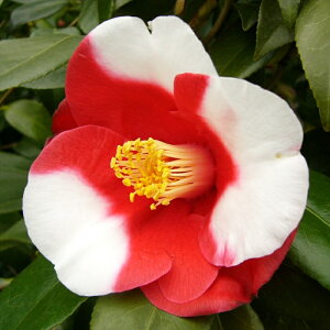 \̔ d炫 ̗ 12cm|bg Jԗ\芔 ΂ coL  ؂  Ԗ aks 11{ȍ~
