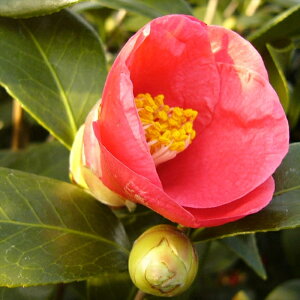 \̔ d炫 Ԑ 12cm|bg Jԗ\芔 ΂ coL  ؂  Ԗ aks 11{ȍ~
