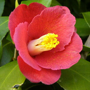 \̔ d炫 Ԏ 12cm|bg Jԗ\芔 ΂ coL  ؂  Ԗ aks 11{ȍ~