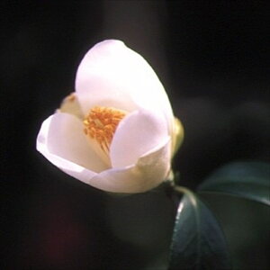 \̔ d炫  12cm|bg Jԗ\芔 ΂ coL  ؂  Ԗ aks 11{ȍ~