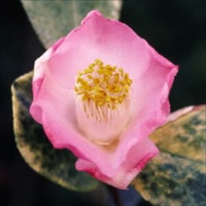 予約販売 一重咲き椿 素粧 12cmポット 開花予定株 つばき ツバキ 生け花 切り花 庭木 花木 aks 11月下旬以降発送