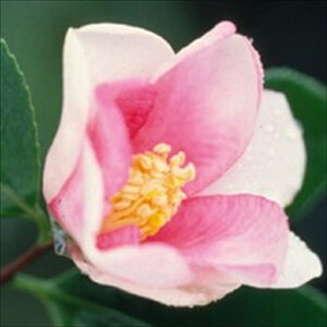 \̔ d炫  12cm|bg Jԗ\芔 ΂ coL  ؂  Ԗ aks 11{ȍ~