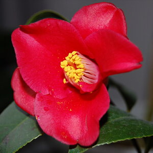 \̔ d炫 jCJiC 12cm|bg Jԗ\芔 ΂ coL  ؂  Ԗ aks 11{ȍ~