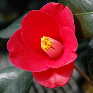 \̔ d炫 ܌P 12cm|bg Jԗ\芔 ΂ coL  ؂  Ԗ aks 11{ȍ~