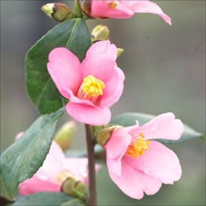 \̔ d炫 Ђȍ 12cm|bg Jԗ\芔 ΂ coL  ؂  Ԗ aks 11{ȍ~