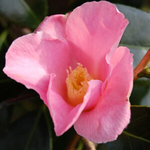\̔ ̏ qȉ 12cm|bg Jԗ\芔 ΂ coL  ؂  Ԗ aks 11{ȍ~
