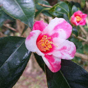 \̔ ̏ Ӓ̏ 12cm|bg Jԗ\芔 ΂ coL  ؂  Ԗ aks 11{ȍ~