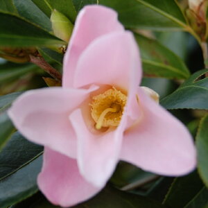 \̔ ̏ XL 12cm|bg Jԗ\芔 ΂ coL  ؂  Ԗ aks 11{ȍ~