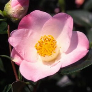 \̔ d炫 Mwl 12cm|bg Jԗ\芔 ΂ coL  ؂  Ԗ aks 11{ȍ~