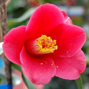 \̔ d炫 S 12cm|bg Jԗ\芔 ΂ coL  ؂  Ԗ aks 11{ȍ~