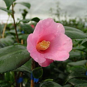 \̔ ̏ g 12cm|bg Jԗ\芔 ΂ coL  ؂  Ԗ aks 11{ȍ~