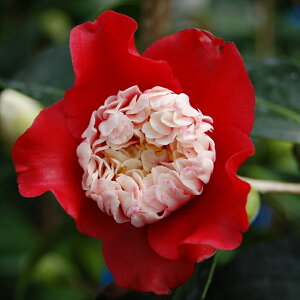 \̔ d炫 m 12cm|bg Jԗ\芔 ΂ coL  ؂  Ԗ aks 11{ȍ~