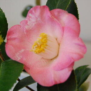 \̔ d炫 G 12cm|bg Jԗ\芔 ΂ coL  ؂  Ԗ aks 11{ȍ~