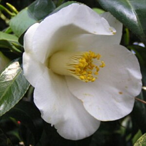 \̔ d炫 ̂ݔ 12cm|bg Jԗ\芔 ΂ coL  ؂  Ԗ aks 11{ȍ~