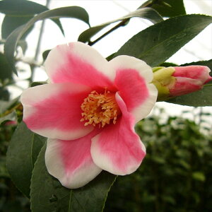 \̔ ̏ ̏ 12cm|bg Jԗ\芔 ΂ coL  ؂  Ԗ aks 11{ȍ~