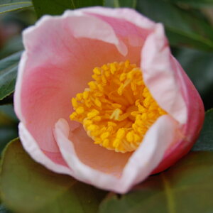 \̔ d炫  9cm|bg  ΂ coL  ؂  Ԗ akq 2{ȍ~