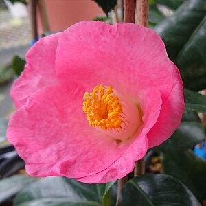 \̔ d炫 ӉF̗ 9cm|bg  ΂ coL  ؂  Ԗ akq 2{ȍ~