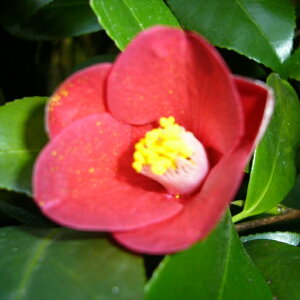 \̔ d炫 o_ 9cm|bg  ΂ coL  ؂  Ԗ akq 2{ȍ~