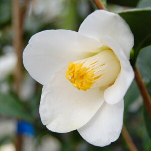 \̔ d炫 ŏ 9cm|bg  ΂ coL  ؂  Ԗ akq 2{ȍ~